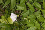 Hedge false bindweed